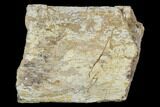 Fossil Triceratops Rib Section - North Dakota #117389-1